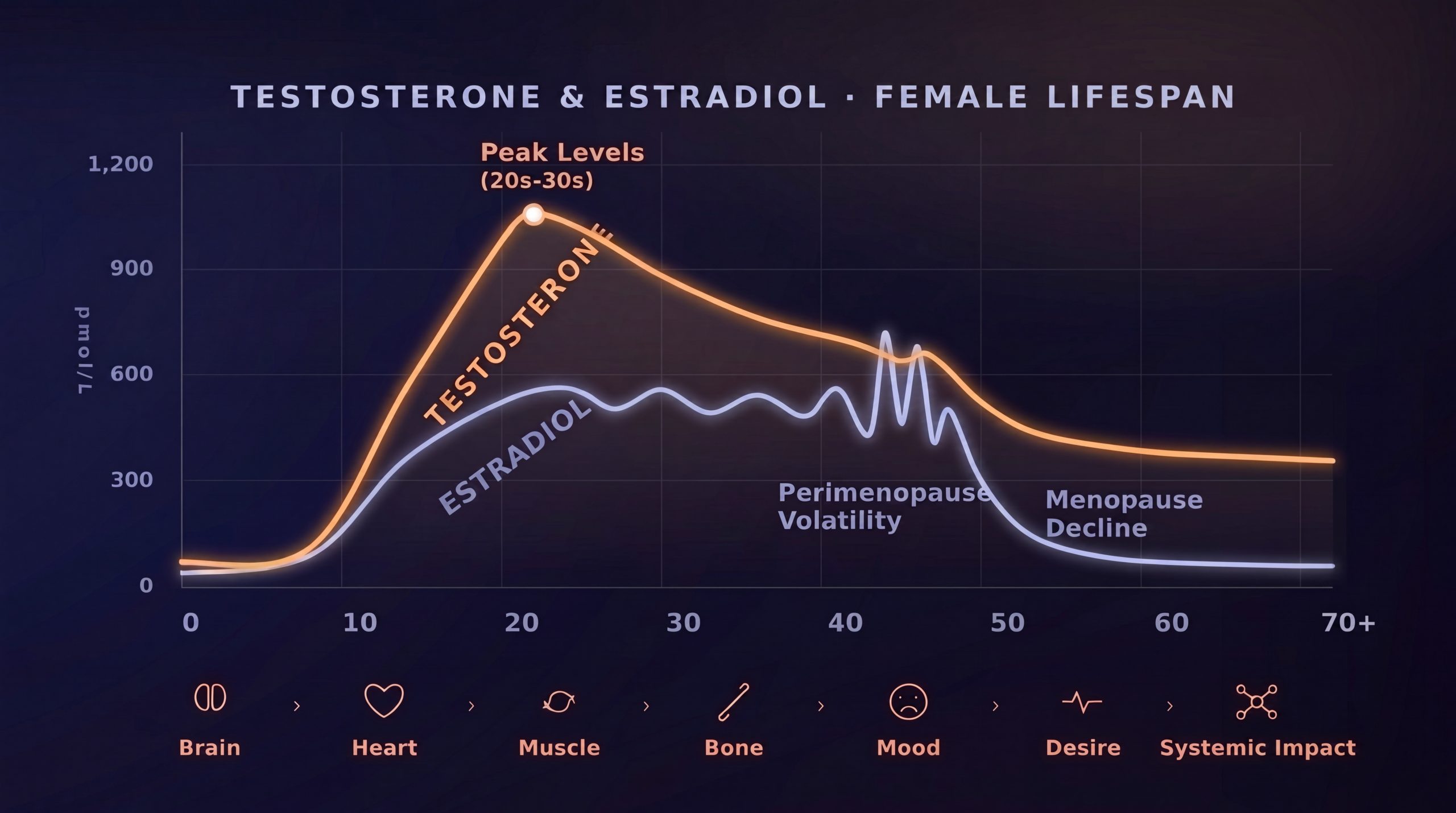 Illustrated graph showing general patterns of testosterone and estradiol across the female lifespan, including peak levels in early adulthood, estradiol fluctuations during perimenopause, and declining hormone levels after menopause.